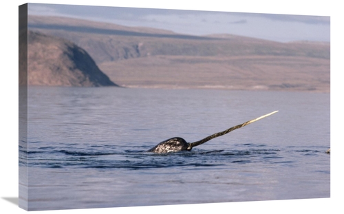 Global Gallery GCS-450594-2030-142 20 x 30 in. Narwhal Surfacing, 