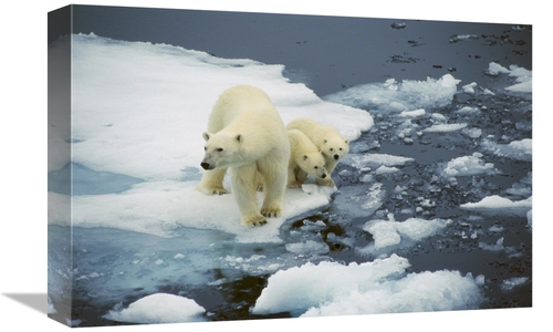 Global Gallery GCS-453509-1218-142 12 x 18 in. Polar Bear Mother with 
