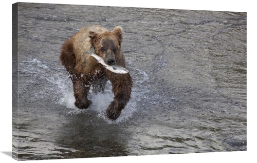 Global Gallery GCS-395393-2436-142 24 x 36 in. Grizzly Bear Young Male