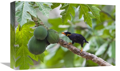 12 x 18 in. Hill Myna Feeding on Papaya, Havelock Island, Indi