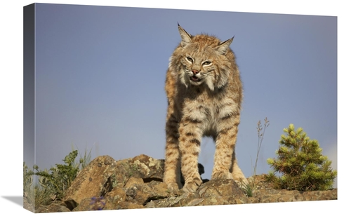 Global Gallery GCS-452206-1624-142 16 x 24 in. Bobcat, North Ameri