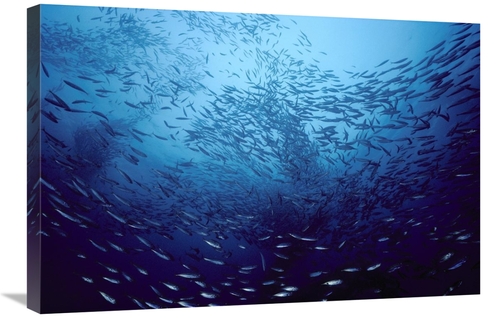 Global Gallery GCS-450618-2030-142 20 x 30 in. Northern Anchovy School