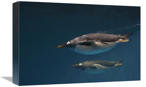 Global Gallery GCS-453582-1218-142 12 x 18 in. Gentoo Penguin Pair Swi