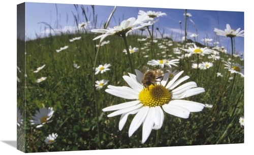 Global Gallery GCS-452277-1624-142 16 x 24 in. Hoverfly Collecting Nec