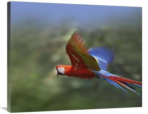 Global Gallery GCS-395996-2835-142 28 x 35 in. Scarlet Macaw Flying&#4