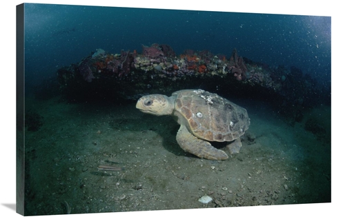 Global Gallery GCS-450956-2436-142 24 x 36 in. Loggerhead Sea Turtle o
