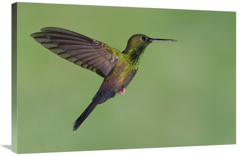 Global Gallery GCS-397379-2436-142 24 x 36 in. Red-Footed Plumeleteer 