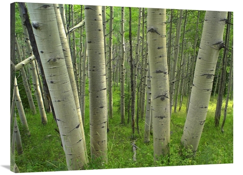 Global Gallery GCS-396508-3040-142 30 x 40 in. Aspen Forest in Spring&
