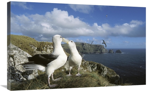 Global Gallery GCS-451594-36-142 36 in. White-Capped Albatross Pair Co