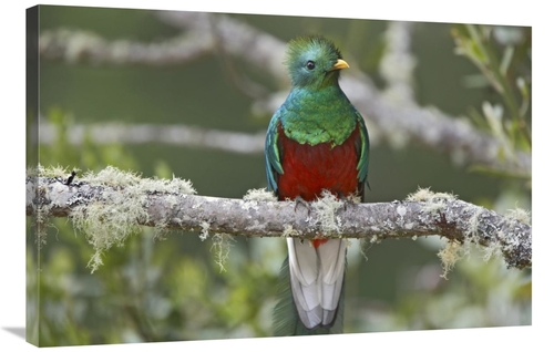 Global Gallery GCS-396061-2436-142 24 x 36 in. Resplendent Quetzal Mal