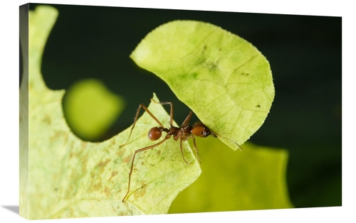 Global Gallery GCS-452681-2030-142 20 x 30 in. Leafcutter Ant Ant Carr