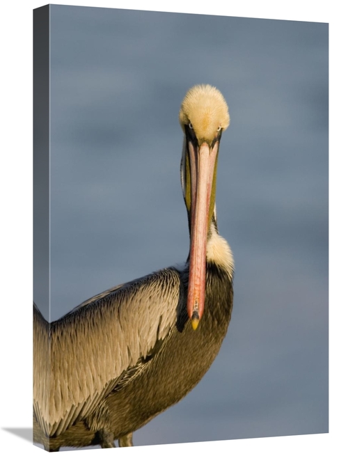 Global Gallery GCS-453340-1624-142 16 x 24 in. Brown Pelican Adult Por