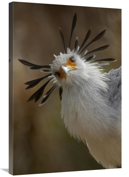 Global Gallery GCS-450902-2436-142 24 x 36 in. Secretary Bird Portrait