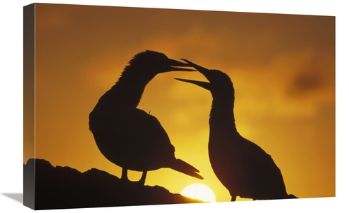 Global Gallery GCS-451253-1624-142 16 x 24 in. Masked Booby Couple Cou