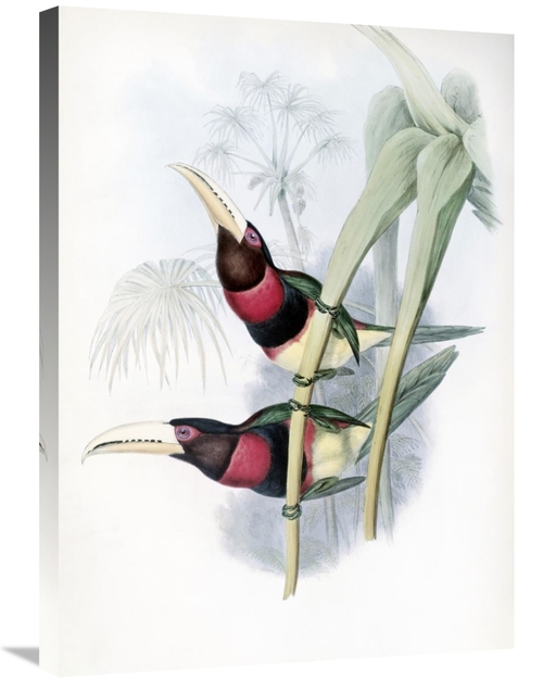 Global Gallery GCS-277757-30-142 30 in. Duchess of Leuchtenbergs Araca