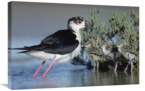 Global Gallery GCS-396590-2030-142 20 x 30 in. Black-Winged Stilt Moth