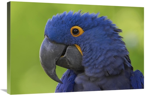 Global Gallery GCS-450890-2436-142 24 x 36 in. Hyacinth Macaw Portrait