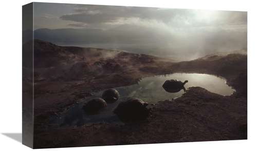 Global Gallery GCS-451324-1218-142 12 x 18 in. Galapagos Giant Tortois
