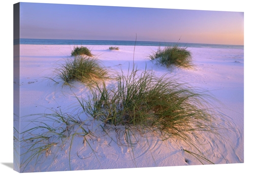 Global Gallery GCS-397062-2432-142 24 x 32 in. Sea Oats Growing on Bea