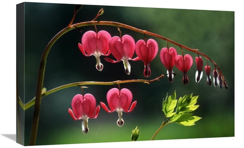 Global Gallery GCS-397687-1624-142 16 x 24 in. Bleeding Heart Flowers 