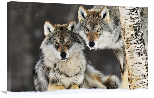 Global Gallery GCS-395681-2436-142 24 x 36 in. Gray Wolf Pair in the S