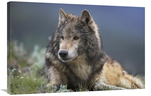 Global Gallery GCS-452200-2436-142 24 x 36 in. Gray Wolf Resting, 