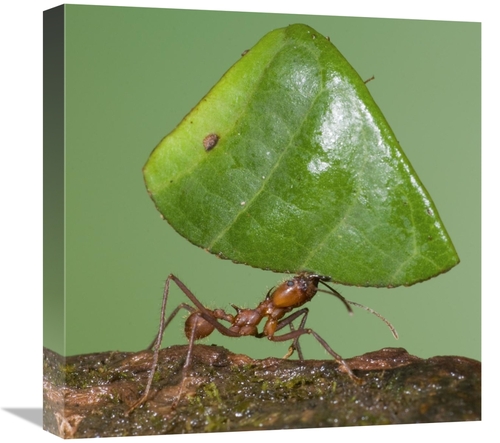 Global Gallery GCS-397302-1818-142 18 x 18 in. Leafcutter Ant Carrying