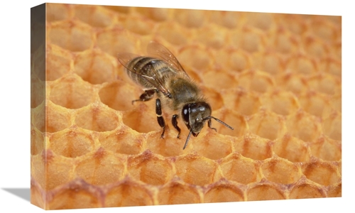 Global Gallery GCS-452423-1218-142 12 x 18 in. Honey Bee on Honeycomb&