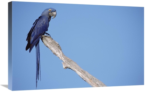 Global Gallery GCS-451470-2030-142 20 x 30 in. Hyacinth Macaw in Tree&