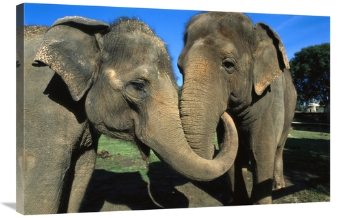 Global Gallery GCS-398163-2436-142 24 x 36 in. Asian Elephant Pair wit