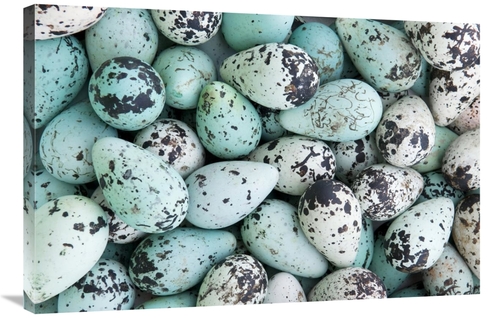 Global Gallery GCS-398256-2436-142 24 x 36 in. Bird Egg Tableau Art Pr