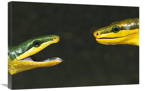 Global Gallery GCS-453365-2030-142 20 x 30 in. Colubrid Snakes Making 