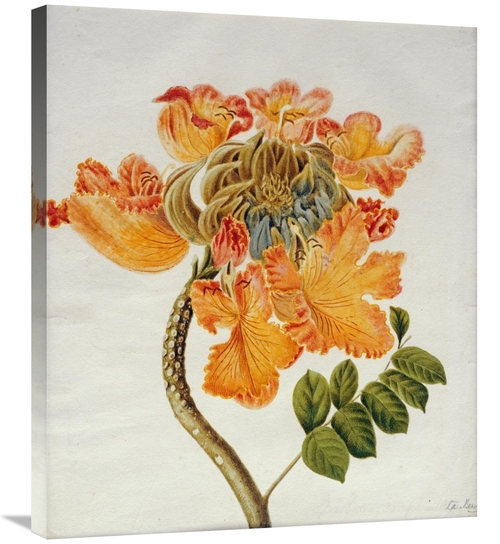 Global Gallery GCS-266284-30-142 30 in. African Tulip Art Print - Engl