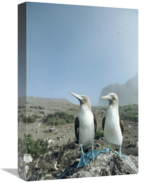 Global Gallery GCS-451059-1218-142 12 x 18 in. Blue-Footed Booby Pair 