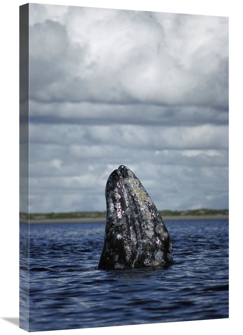 Global Gallery GCS-451697-2030-142 20 x 30 in. Gray Whale Spy-Hopping 