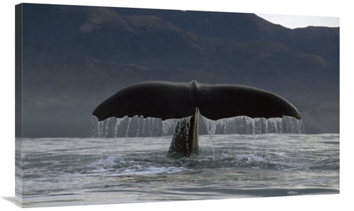 Global Gallery GCS-450778-40-142 40 in. Sperm Whale Tail, New Zeal