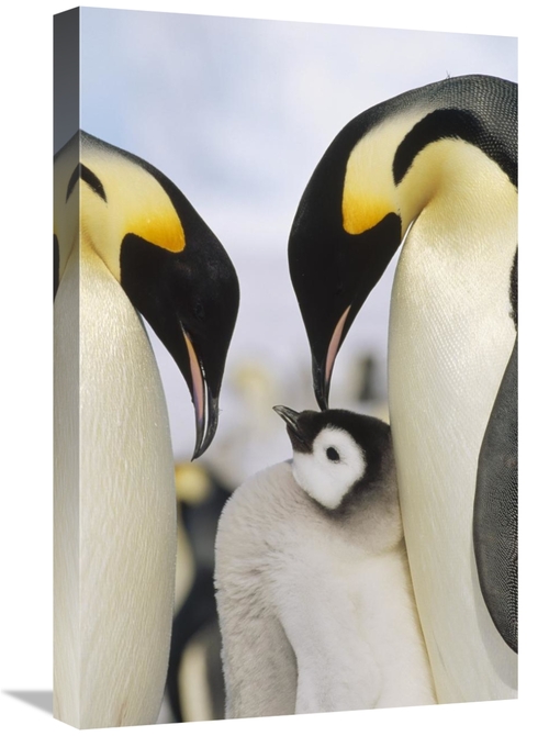Global Gallery GCS-452375-1624-142 16 x 24 in. Emperor Penguin Parents