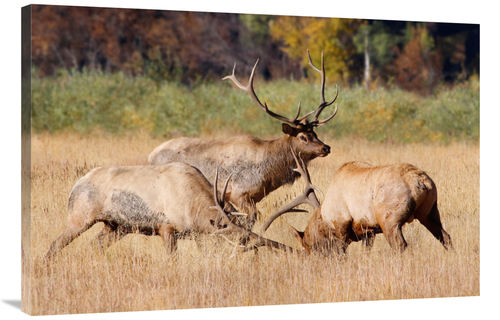 Global Gallery GCS-486467-40-142 40 in. The Second Art Print - Vic Sch