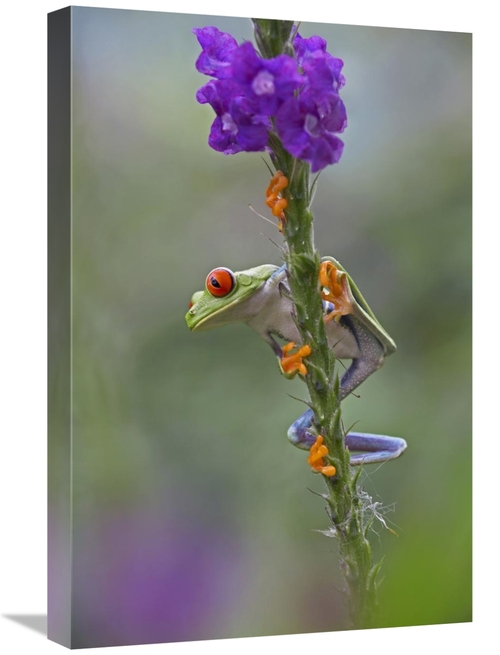 Global Gallery GCS-396306-1624-142 16 x 24 in. Red-Eyed Tree Frog Clim