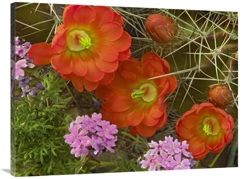 30 x 40 in. Claret Cup Cactus & Verbena Detail of Flowers in Bloom&#44