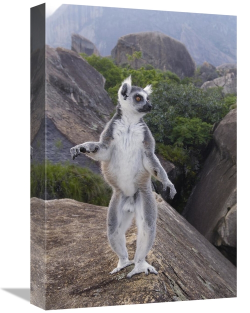 Global Gallery GCS-397957-1218-142 12 x 18 in. Ring-Tailed Lemur Male 