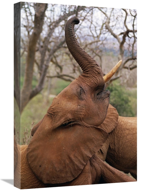Global Gallery GCS-452960-1624-142 16 x 24 in. African Elephant Orphan