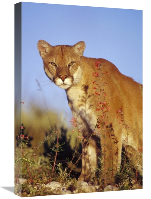 Global Gallery GCS-396252-1624-142 16 x 24 in. Mountain Lion or Cougar