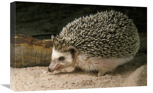 Global Gallery GCS-452901-1624-142 16 x 24 in. African Hedgehog Portra