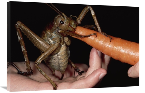 Global Gallery GCS-450697-2436-142 24 x 36 in. Giant Weta Eating A Car