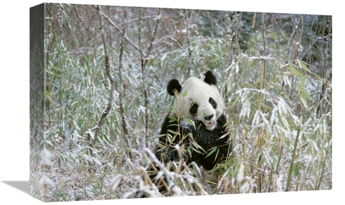 Global Gallery GCS-398499-1218-142 12 x 18 in. Giant Panda Eating Bamb