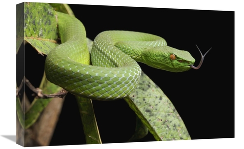 Global Gallery GCS-397549-1624-142 16 x 24 in. Sabah Bamboo Pitviper&#