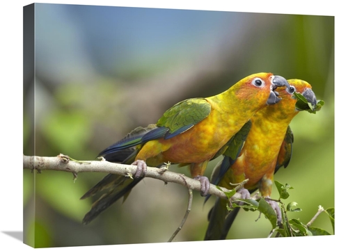 Global Gallery GCS-396564-1824-142 18 x 24 in. Sun Parakeet Pair Feedi