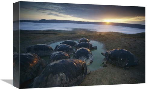 Global Gallery GCS-451741-1218-142 12 x 18 in. Volcan Alcedo Giant Tor