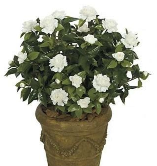 Autograph Foliages A-073W - 28 Inch Large Gardenia Bush - White
